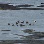 Des eiders, femelles surtout